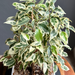 Bonsái Ficus Variegado N°5 (Cód. 01) en internet