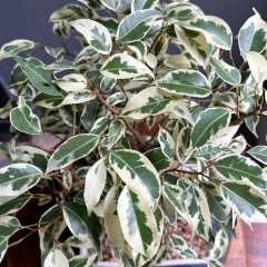 BONSAI FICUS VARIEGADO N°5 (Cód. 02) en internet