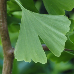 BONSAI GINKGO BILOBA N°5 - comprar online