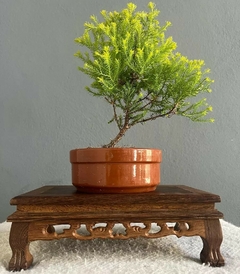 Bonsái Árbol de la Vida N°2 - comprar online
