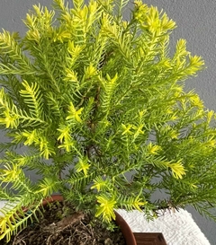 Bonsái Árbol de la Vida N°2 - Bonsai Sandro