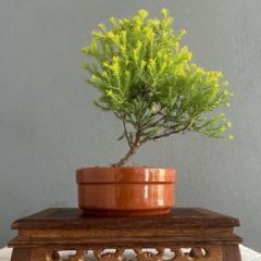 Bonsái Árbol de la Vida N°2