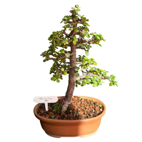 BONSAI MONEDA (PORTULACCARIA AFRA) N°6 - comprar online