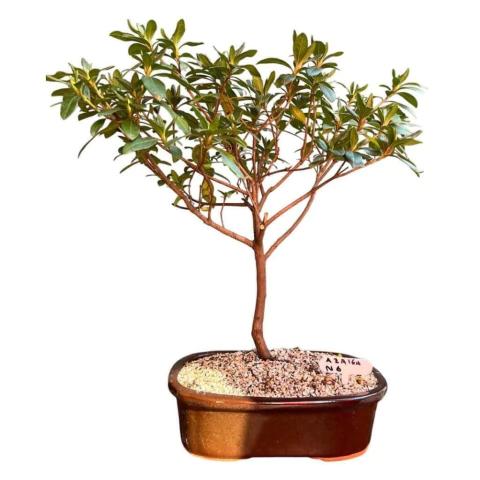 BONSAI AZALEA N°6 - comprar online