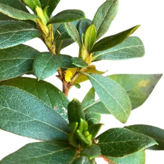 BONSAI AZALEA N°6 en internet