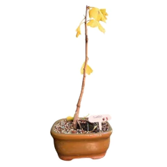BONSAI GINKGO BILOBA N°5 en internet