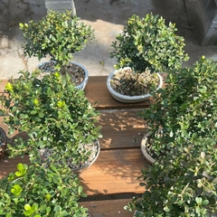 Bonsái Buxus N°4 en internet