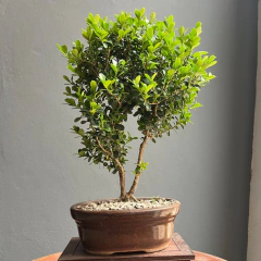 BONSAI BUXUS N°4