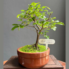 BONSAI CELTIS SINENSIS N°2