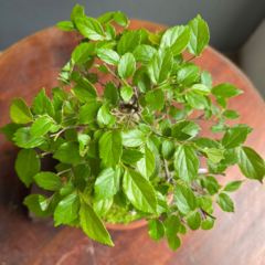 Bonsái Celtis Sinensis N°2 - comprar online