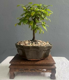 Bonsái Celtis Sinensis N°3 en internet