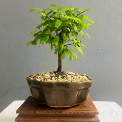Bonsái Celtis Sinensis N°3