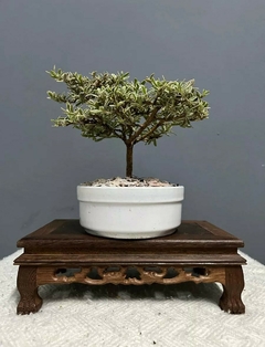 Bonsái Planta Coprosma Kirkii N°2 - comprar online