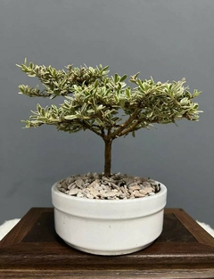 Bonsái Planta Coprosma Kirkii N°2 en internet