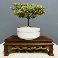 Bonsái Planta Coprosma Kirkii N°2