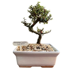 BONSAI COTONEASTER MINIFOLIA (cod. 135121) - comprar online