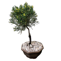 BONSAI JUNIPERO VARIEGADO N°2 - comprar online