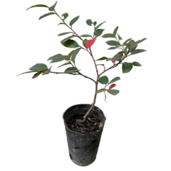 PLANTIN LOROPETALUM - comprar online