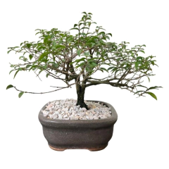 BONSAI MALPIGHIA GLABRA N°4 - comprar online