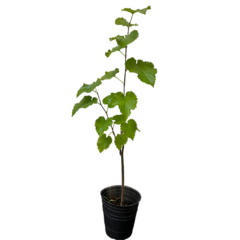 PLANTIN MORA - comprar online
