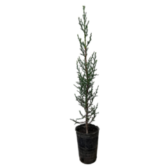 PLANTIN CIPRES - comprar online