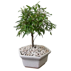 BONSAI GRANADO N°3 - comprar online