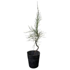 PLANTON CASUARINA - comprar online