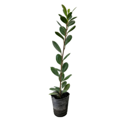 PLANTIN FICUS PANDA - comprar online