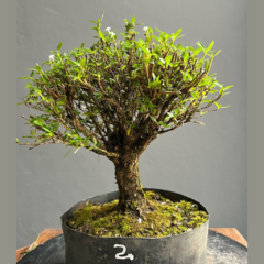 PREBONSAI SERISSA JAPONICA HOKIDACHI (Cod. 02) - comprar online