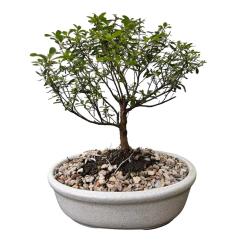 BONSAI ERICA N°4 - comprar online