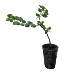 PLANTIN COTONEASTER MINI - comprar online