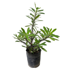 PLANTIN ROSA - comprar online