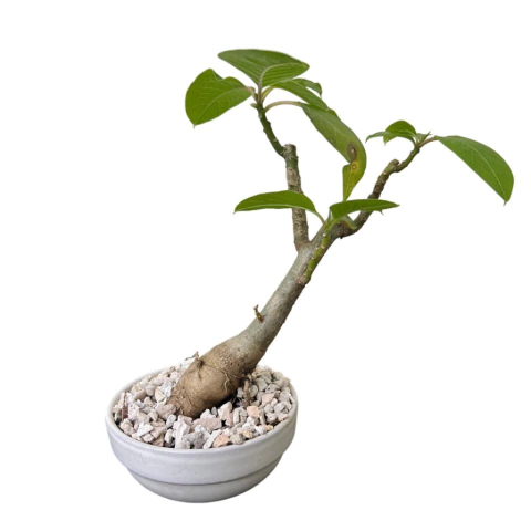 BONSAI OMBU N°1 - comprar online