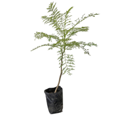 PLANTIN JACARANDA - comprar online