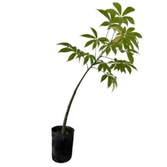 PLANTIN PALO BORRACHO - comprar online