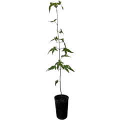 PLANTIN ACER PALMATUM JAPONES - comprar online