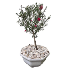 BONSAI LEPTOSPERMUM N°3 - comprar online