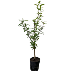 PLANTIN GRANADO - comprar online