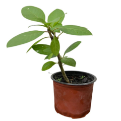 PLANTIN OMBU - comprar online
