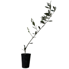 PLANTIN OLIVO - comprar online