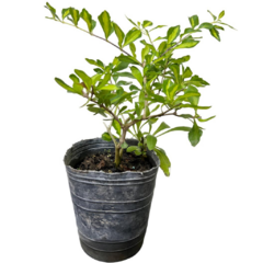 PLANTIN DURANTA JAPONICA - comprar online