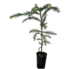 PLANTIN CRYPTOMERIA JAPONICA - comprar online