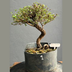 PREBONSAI SERISSA JAPONICA CON MOVIMIENTO (Cod. 21301) - comprar online