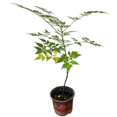 PLANTIN PARAISO VENEZOLANO - comprar online
