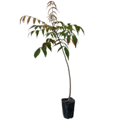 PLANTIN RHUS SUCEDANEA - comprar online