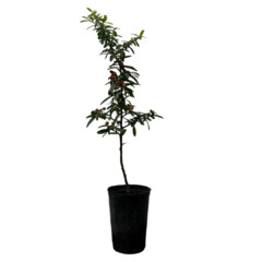 PLANTIN PIRACANTHA - comprar online