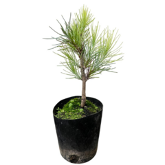 PLANTIN PINO CANARIO - comprar online