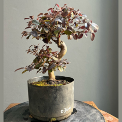 PREBONSAI LOROPETALUM (Cod. 036605) - comprar online