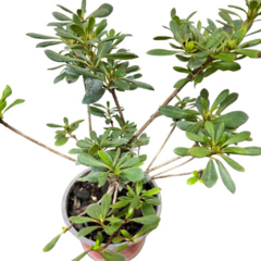 PLANTIN AZALEA en internet