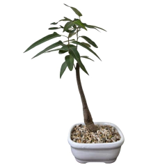 BONSAI BRACHICHITO N°3 - comprar online